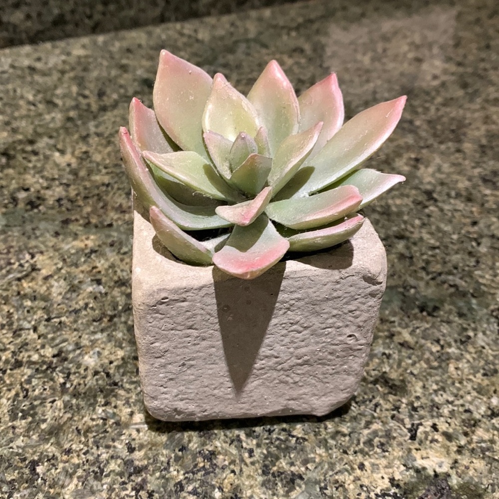 Crate & Barrel Small Succulent